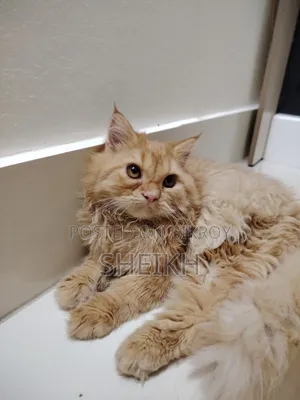 3-6 Months Female Purebred Persian Cat