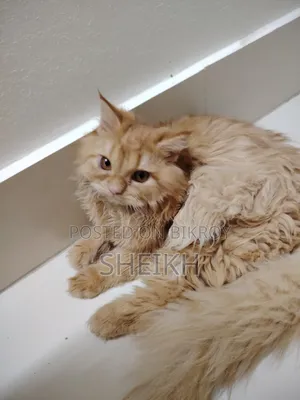 3-6 Months Female Purebred Persian Cat