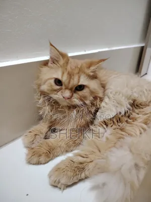 3-6 Months Female Purebred Persian Cat