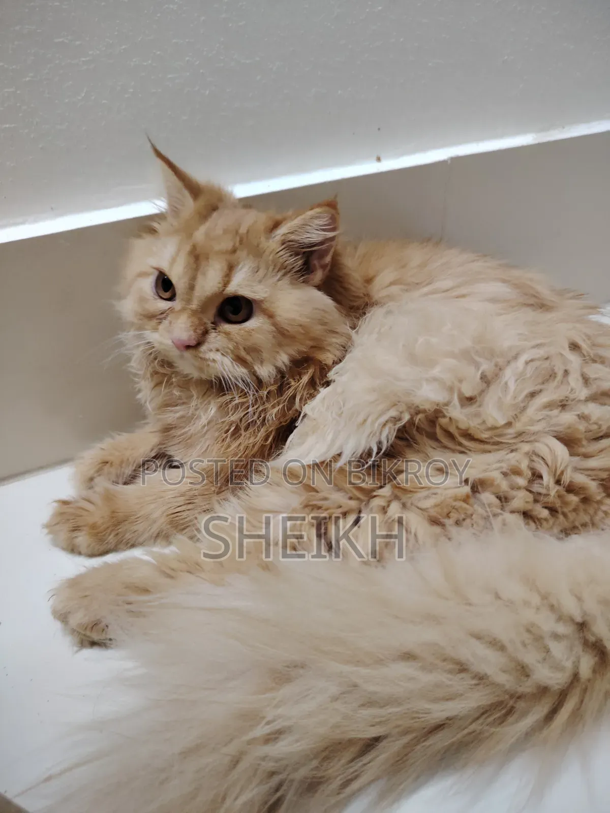 3-6 Months Female Purebred Persian Cat