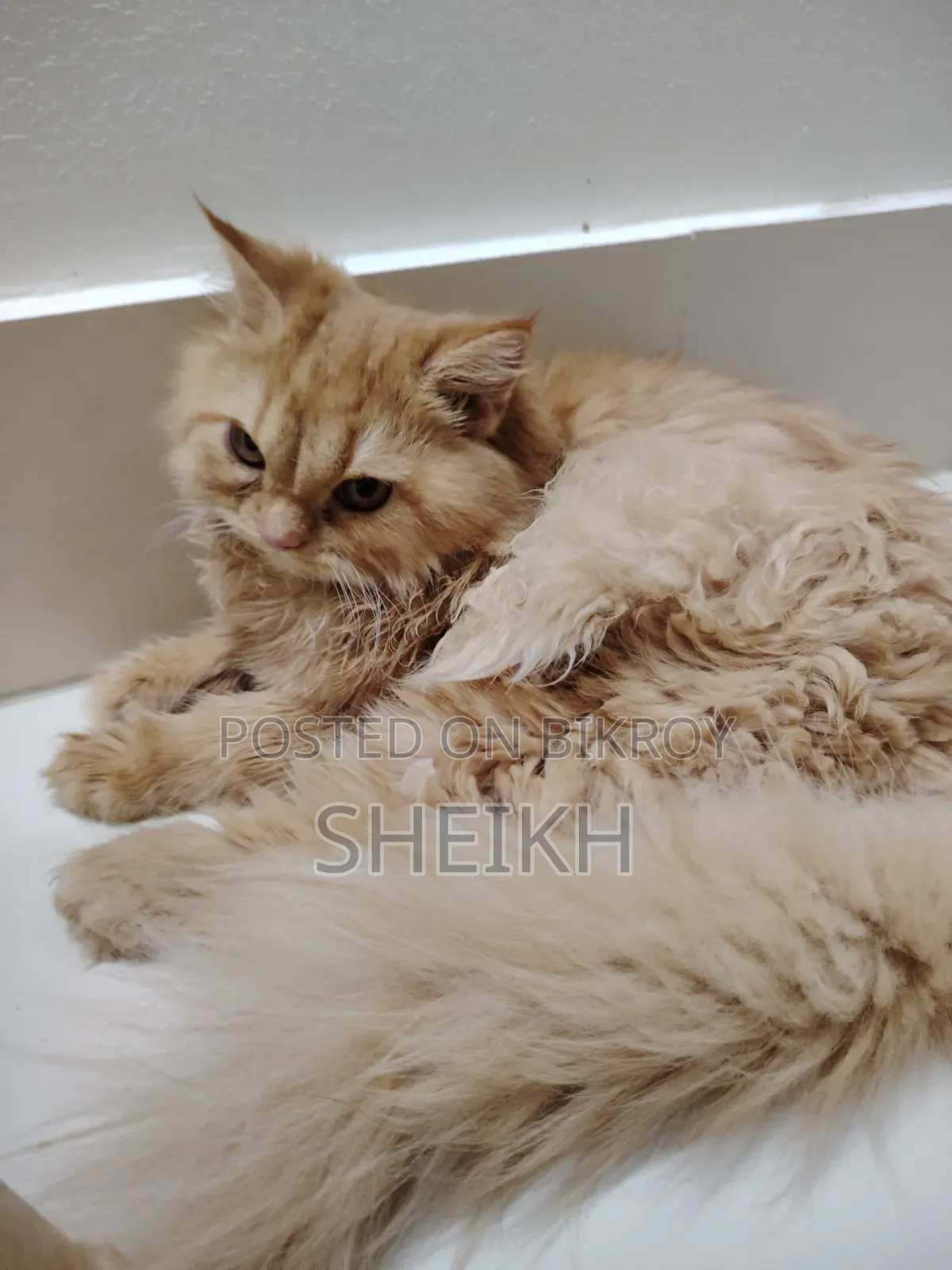 3-6 Months Female Purebred Persian Cat