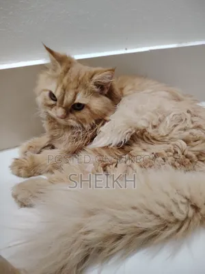 3-6 Months Female Purebred Persian Cat