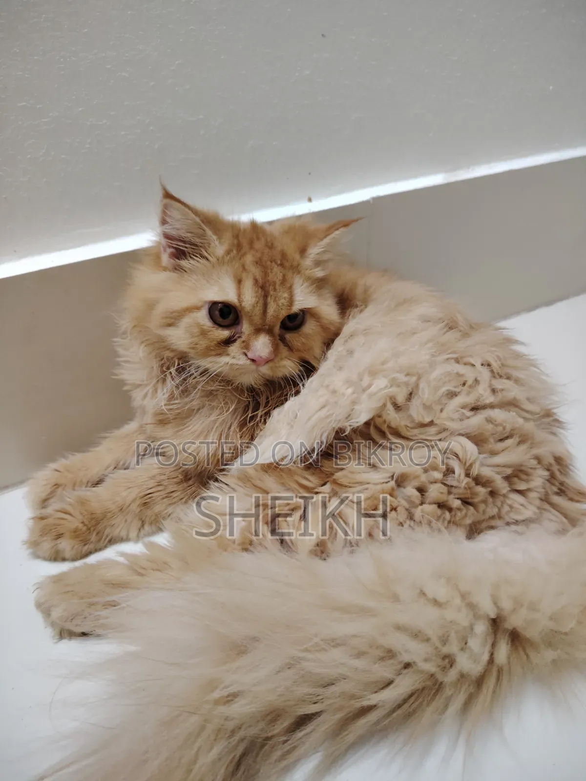 3-6 Months Female Purebred Persian Cat