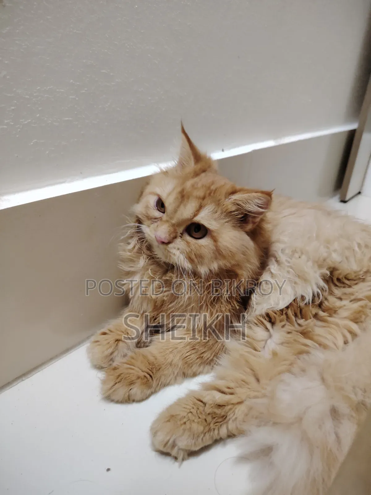 3-6 Months Female Purebred Persian Cat