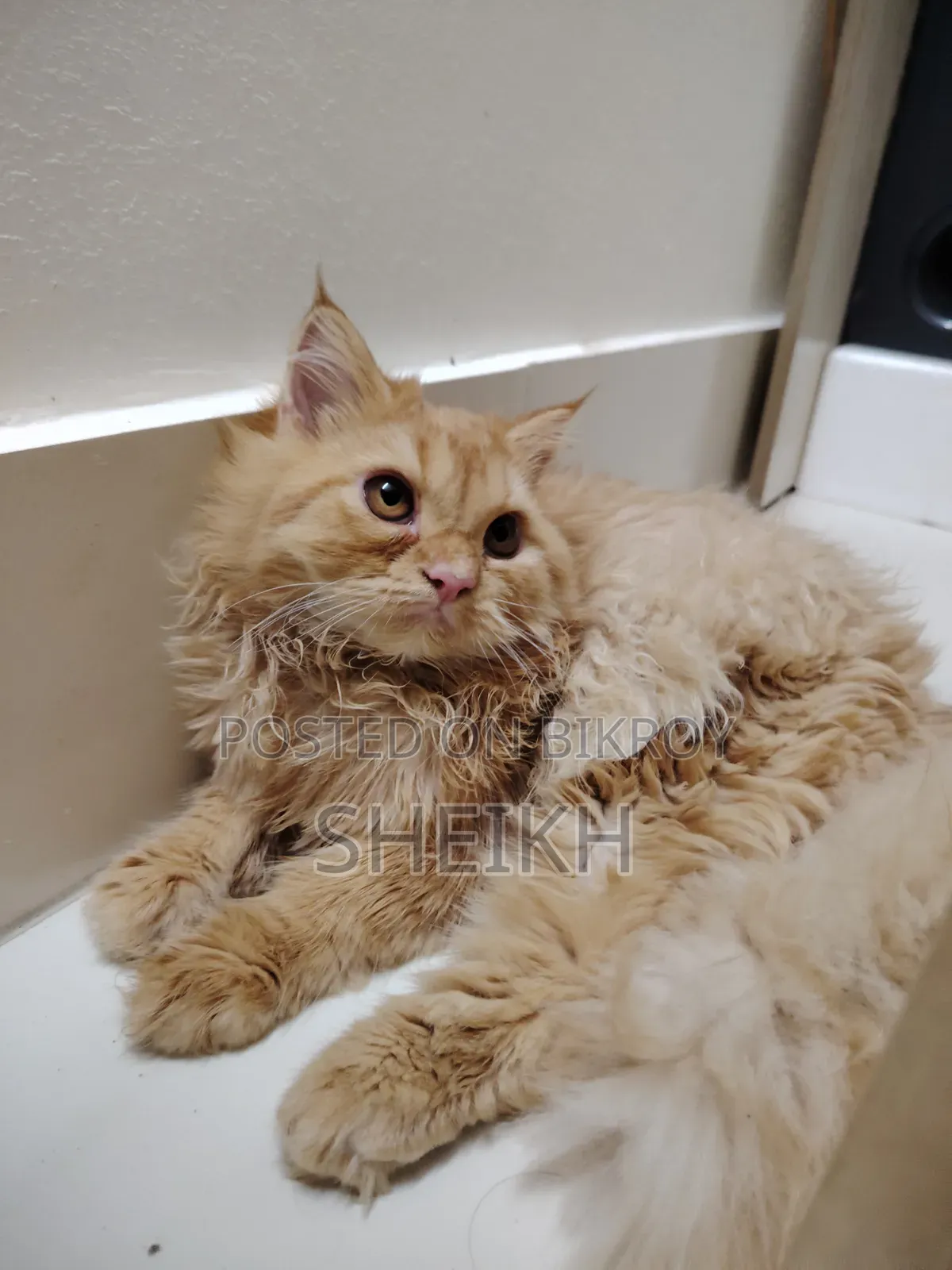 3-6 Months Female Purebred Persian Cat