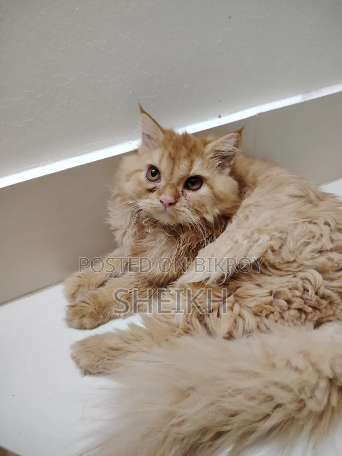 3-6 Months Female Purebred Persian Cat