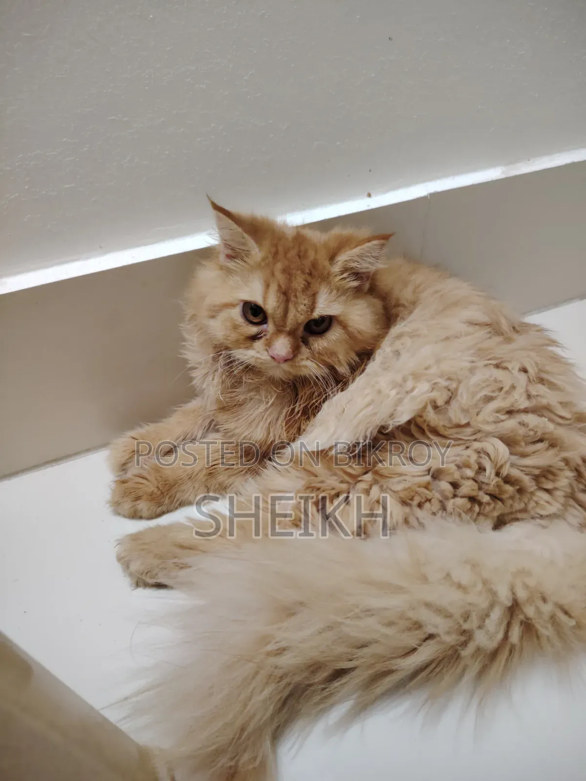 3-6 Months Female Purebred Persian Cat
