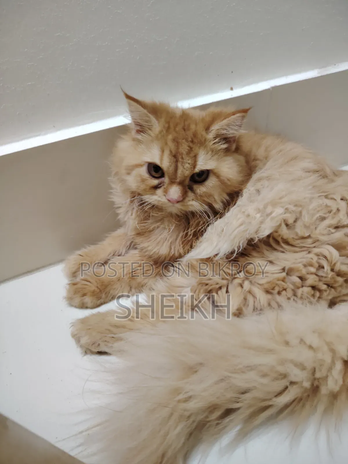 3-6 Months Female Purebred Persian Cat