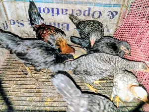 Original Desi Chicken Chicks and Laying Hens