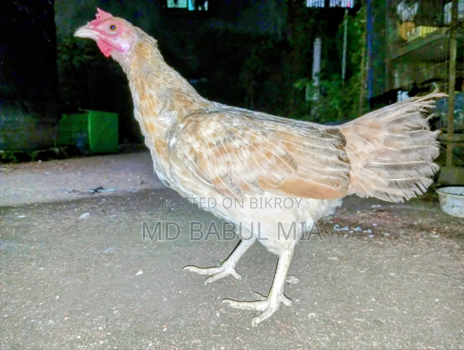 Original Desi Chicken Chicks and Laying Hens