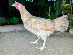 Original Desi Chicken Chicks and Laying Hens
