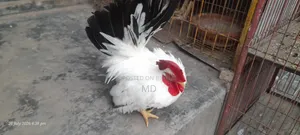জাপানি বেন্থাম