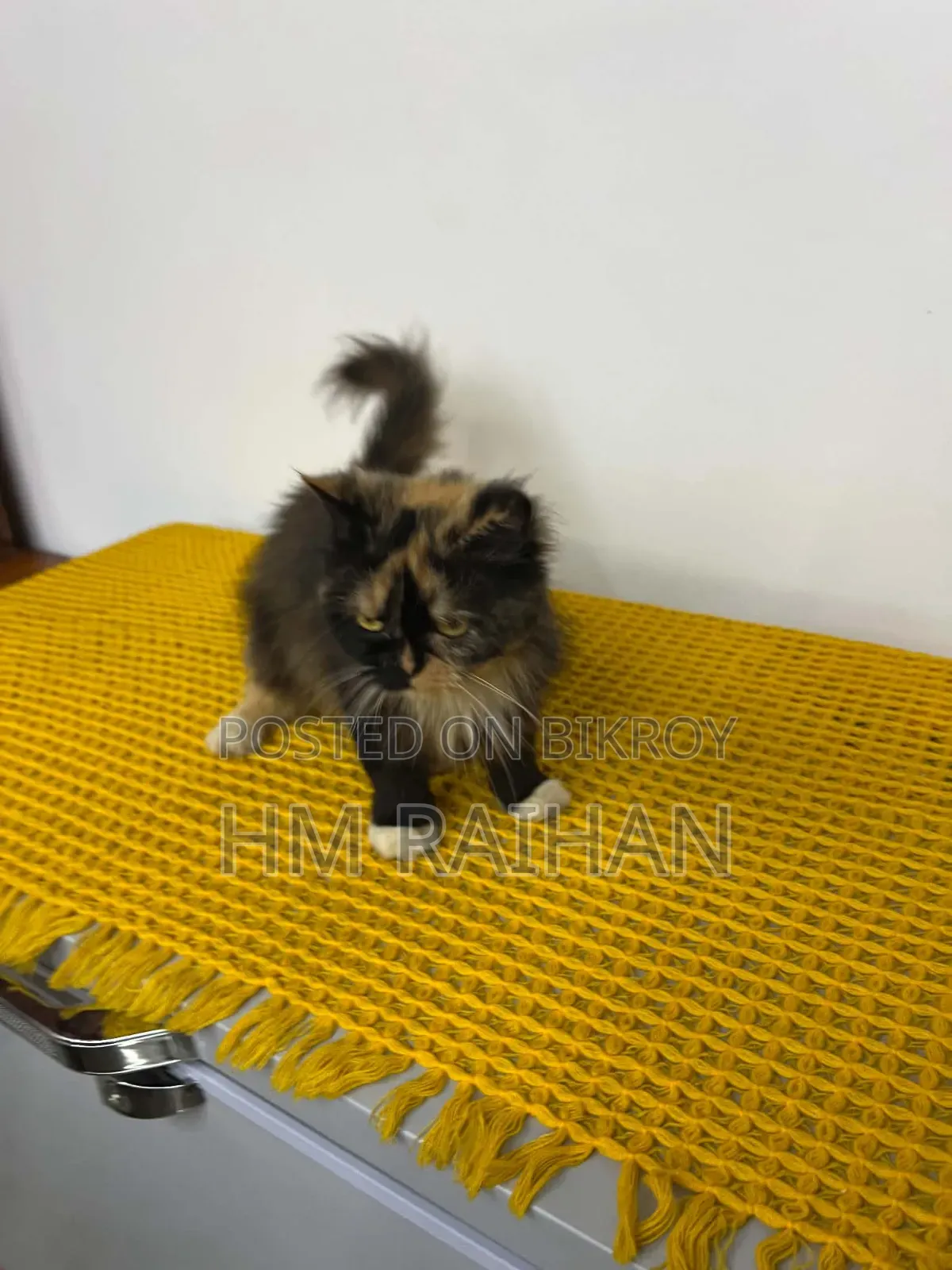 1+ Year Female Purebred Persian