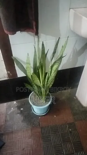 This is a *Snake Plant*