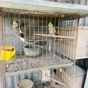 ককাটেল বার্ড মাস্টার পেয়ার