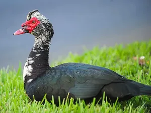 চিনা হাঁস আর দেশি মোরগ বিক্রি করা হবে