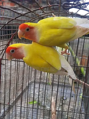 Lutino Red Eye Peach Faced Lovebird
