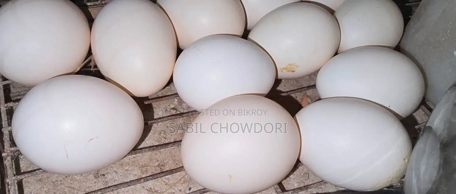 সিল্কি এবং সুলতান আর বেবি এবং বিগ ডিম