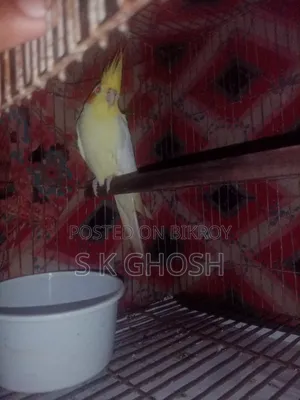 Lutino Red Eye Cockatiel Bird