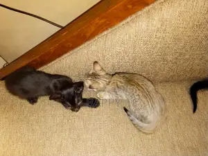 1-3 months Male Mixed Breed Cat