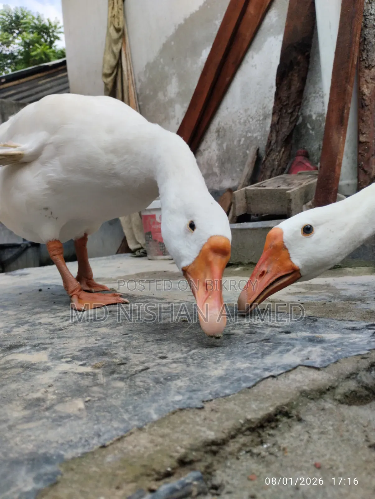 King Goose, home-raised.
