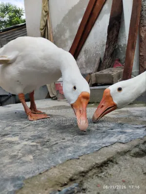 রাজ হাস, বাড়িতে পোষা।