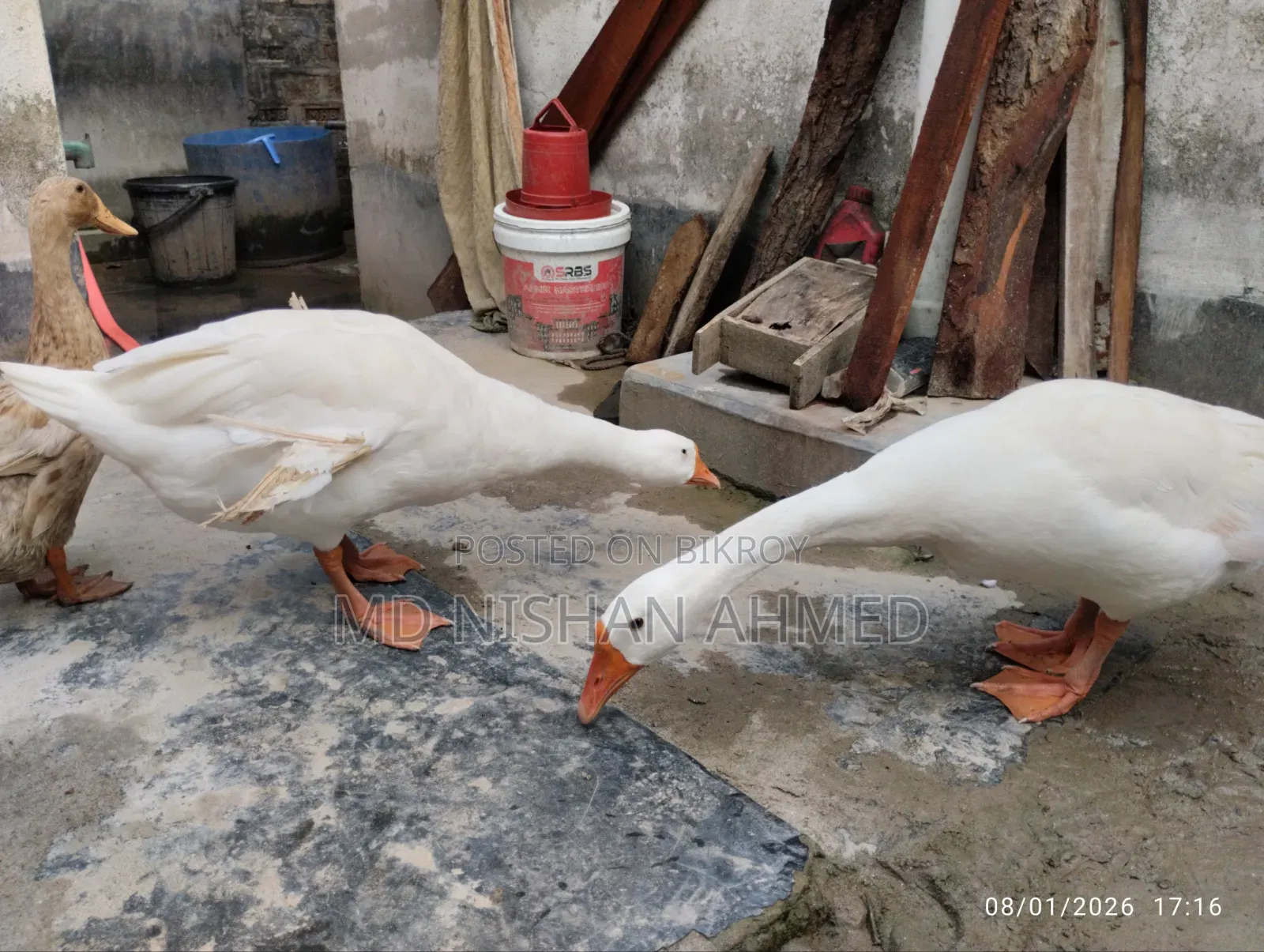 King Goose, home-raised.