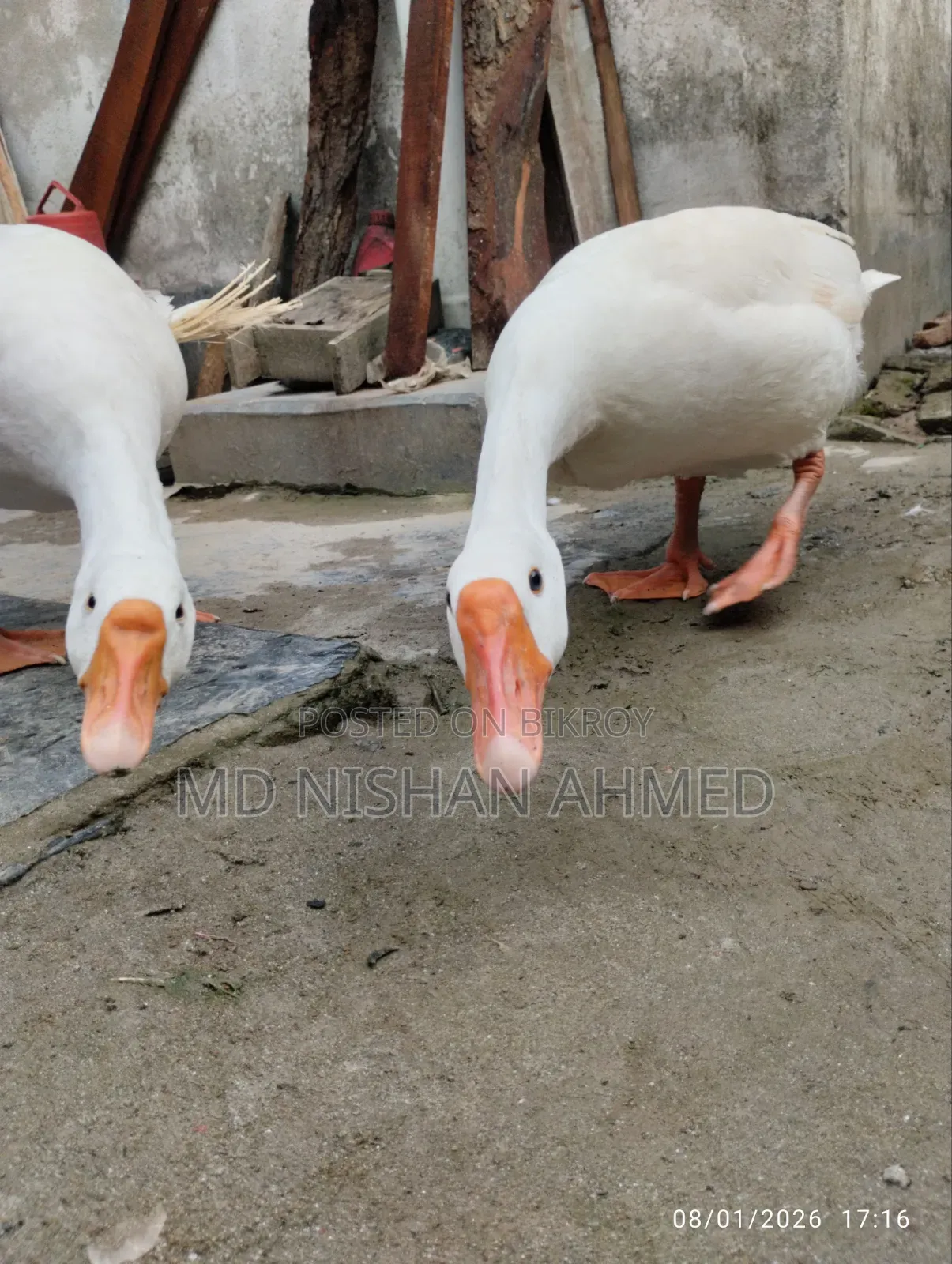 King Goose, home-raised.