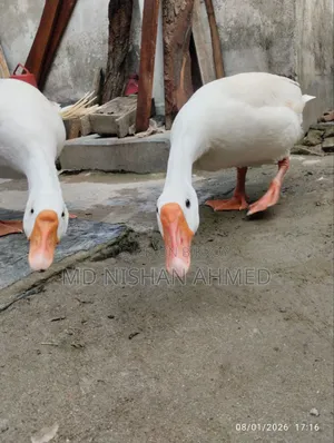 King Goose, home-raised.