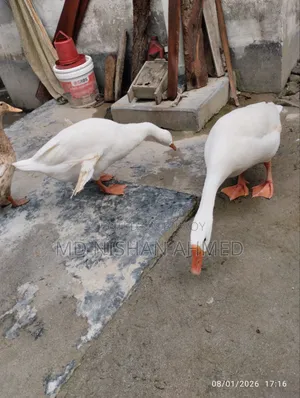 King Goose, home-raised.