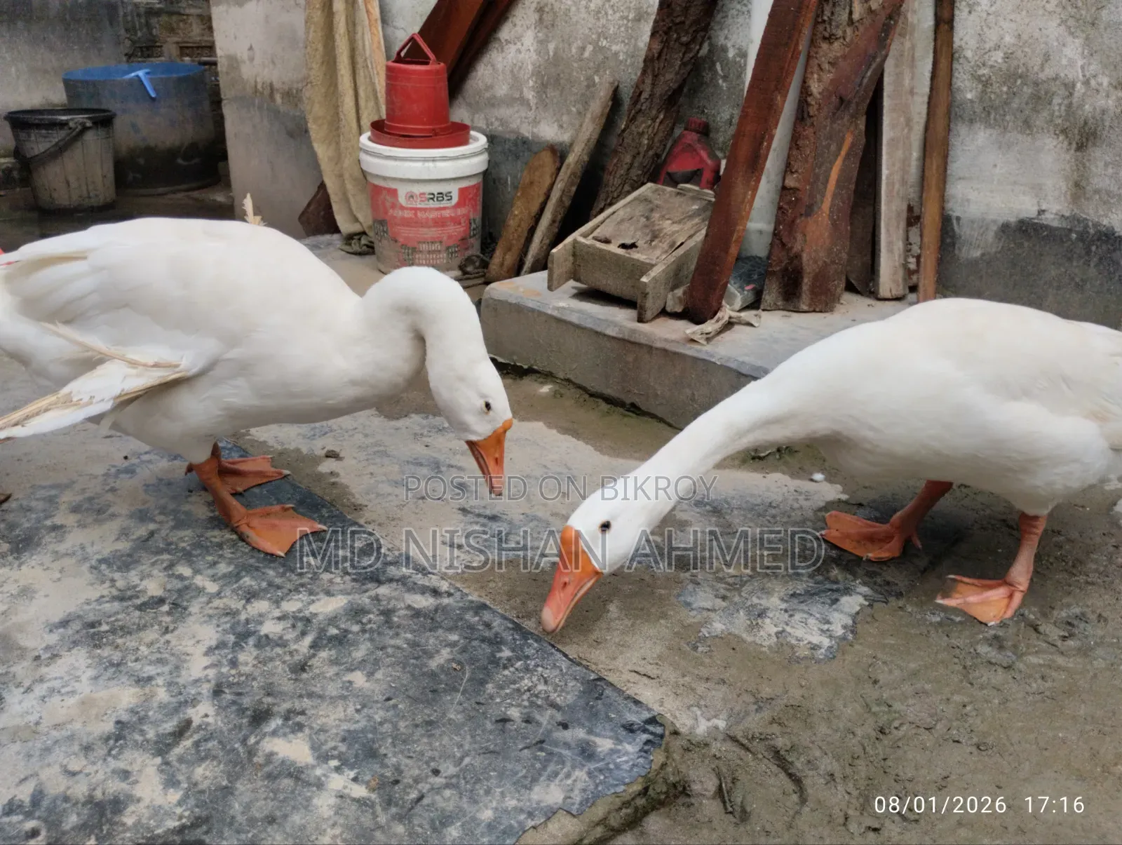 King Goose, home-raised.