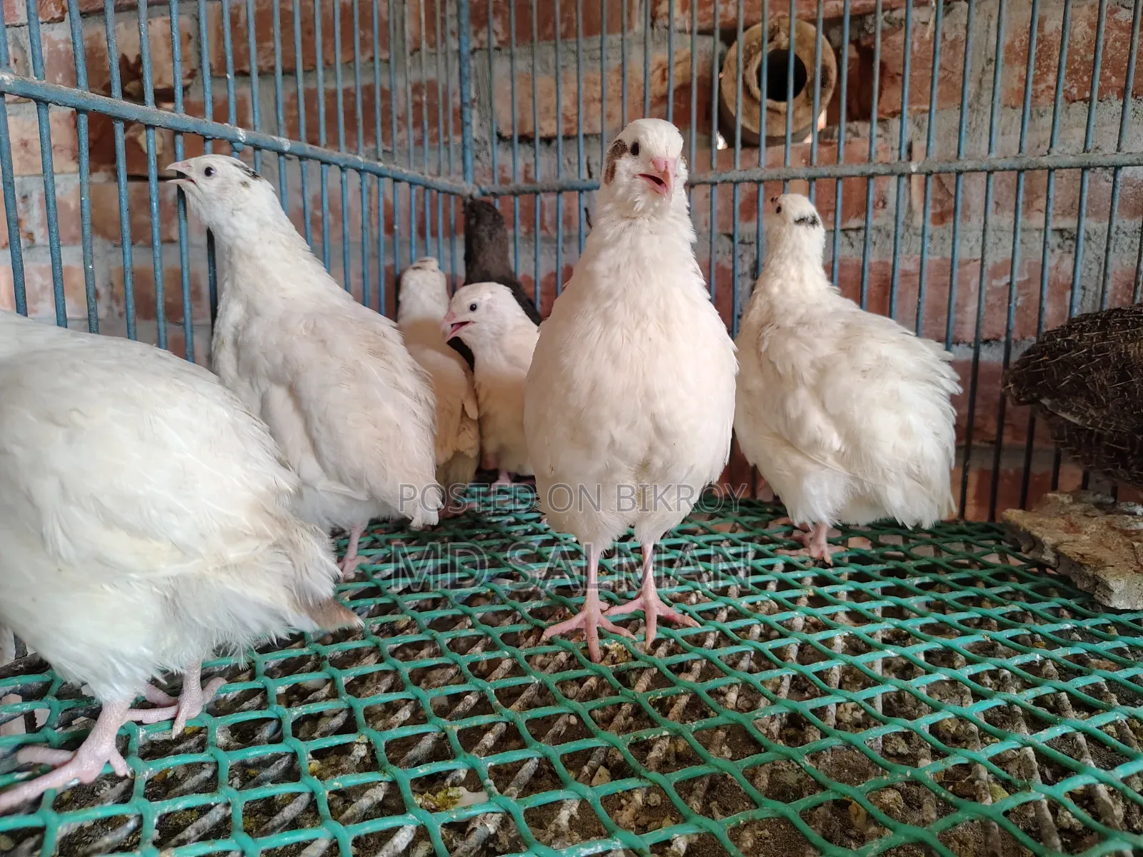 European Giant Coturnix Male Bird