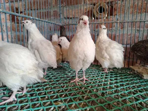 ইউরোপিয়ান জায়েন্ট কটনিক্স পুরুষ পাখি