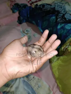 1 Month Dwarf Hamster for Sale