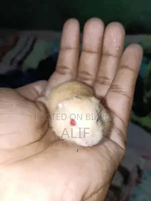 1 month Dwarf Hamster for Sale.
