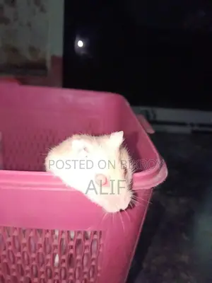 4-Month Adult Hamster for Sale.