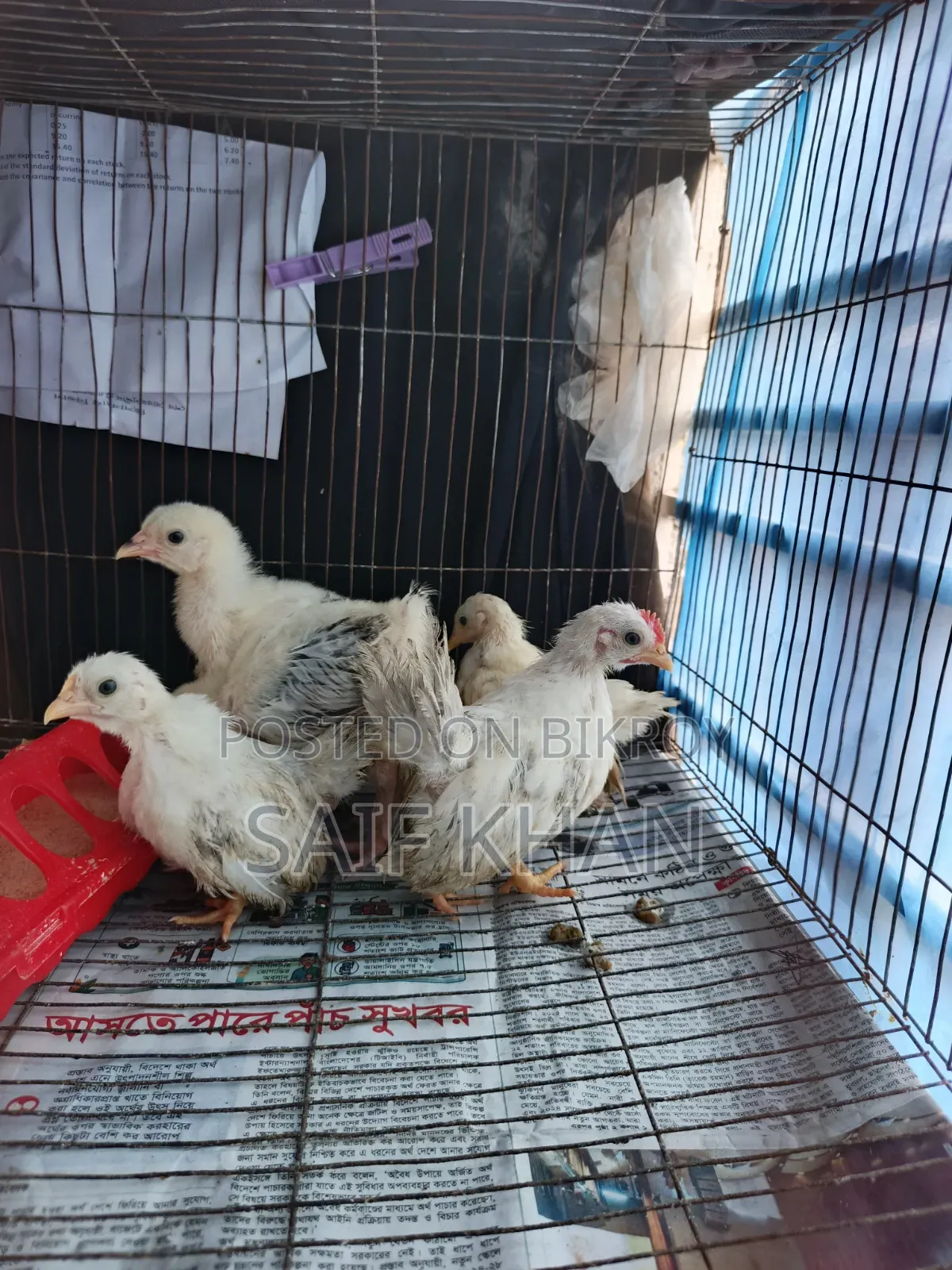 Breed:- Japanese Black Tail Bantam, Colombian Light Brahma Chicks