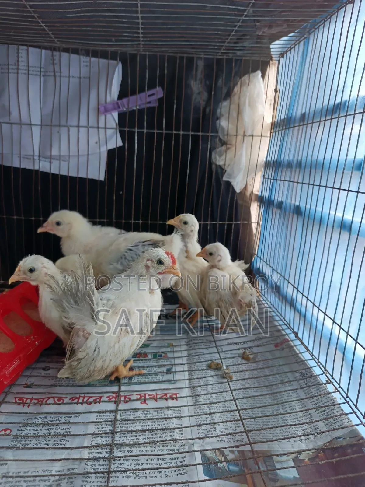 Breed:- Japanese Black Tail Bantam, Colombian Light Brahma Chicks
