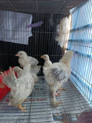 Breed:- Japanese Black Tail Bantam, Colombian Light Brahma Chicks