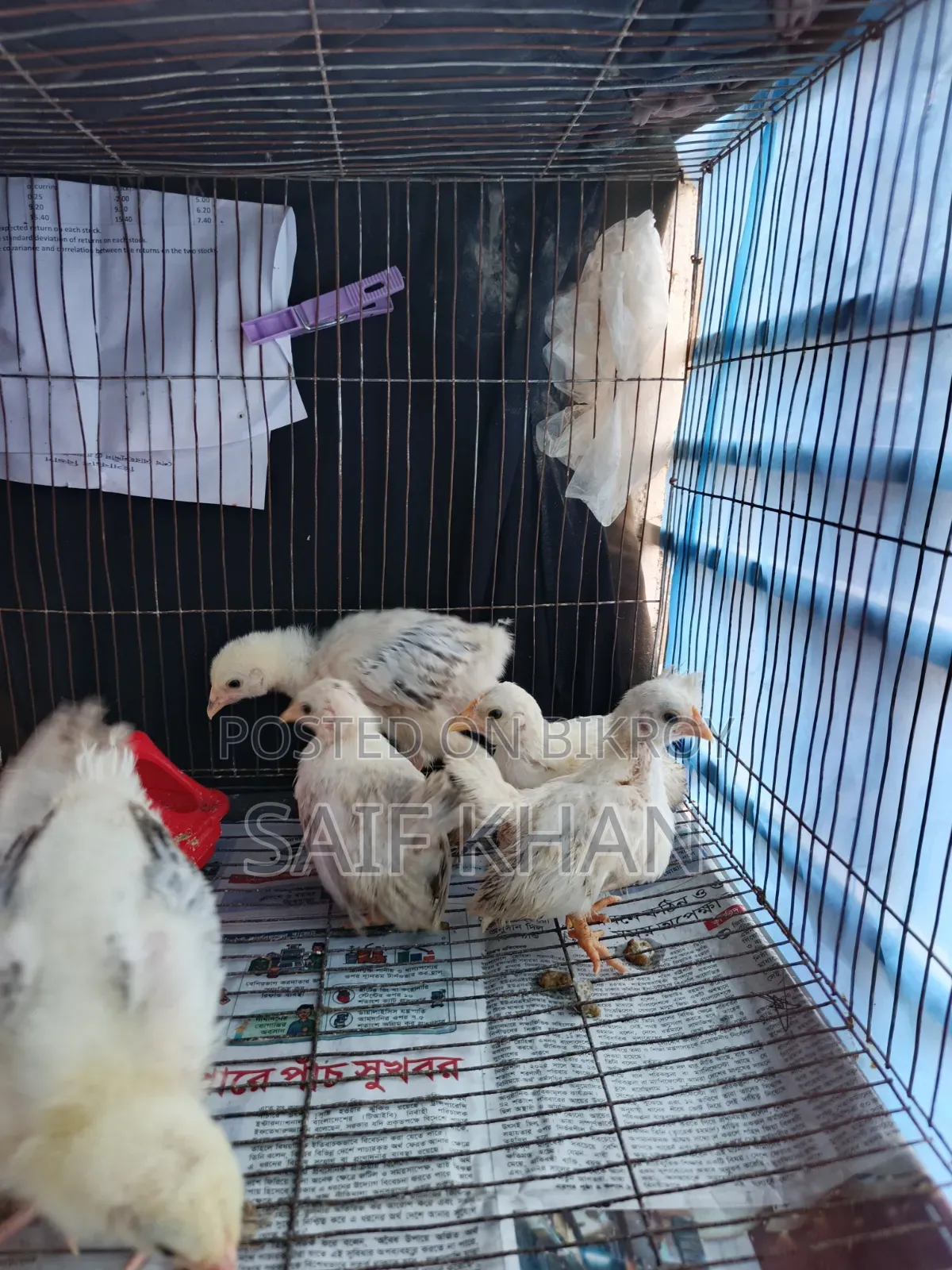 Breed:- Japanese Black Tail Bantam, Colombian Light Brahma Chicks
