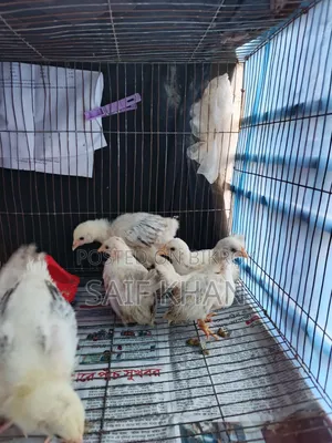 Breed:- Japanese Black Tail Bantam, Colombian Light Brahma Chicks