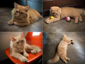 3-6 Months Male Purebred Persian