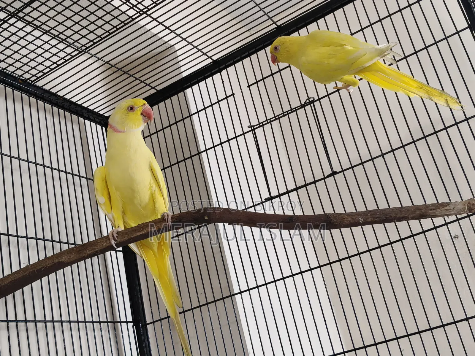 Ringneck Pair