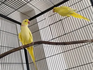 Ringneck Pair