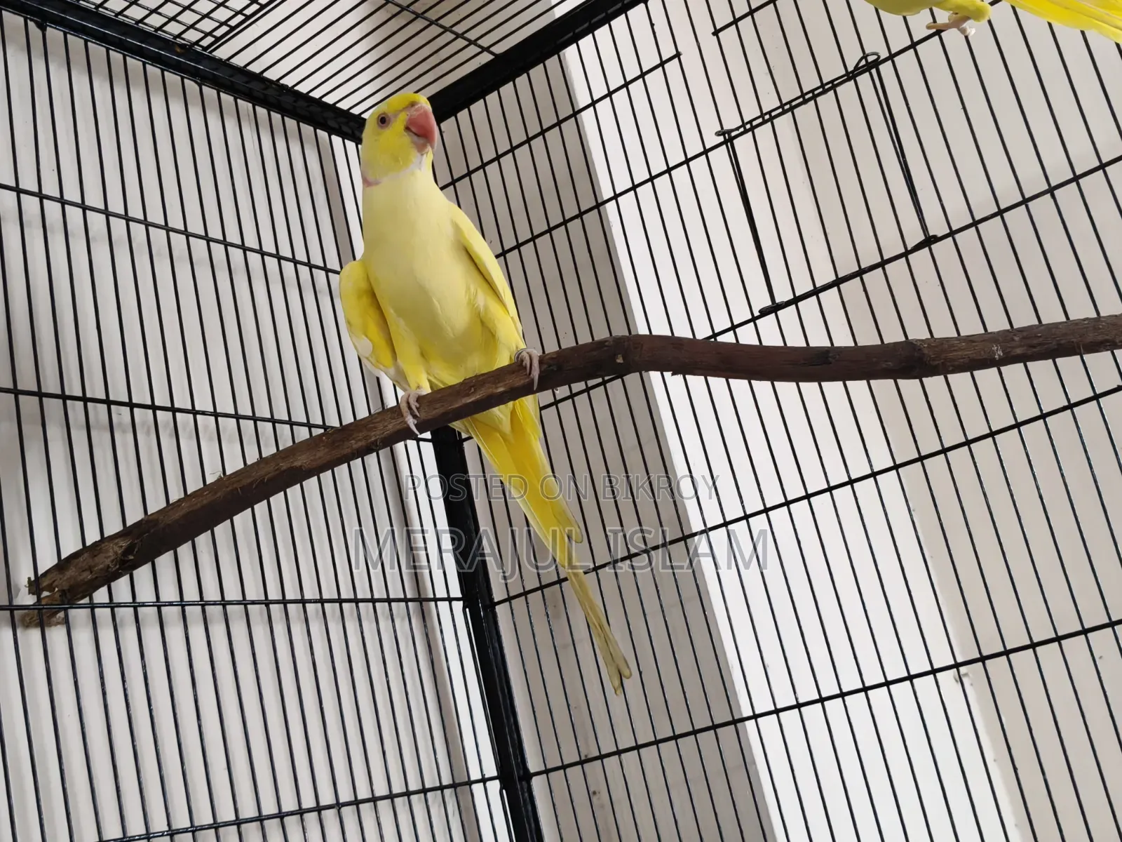 Ringneck Pair