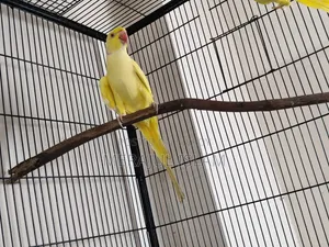 Ringneck Pair