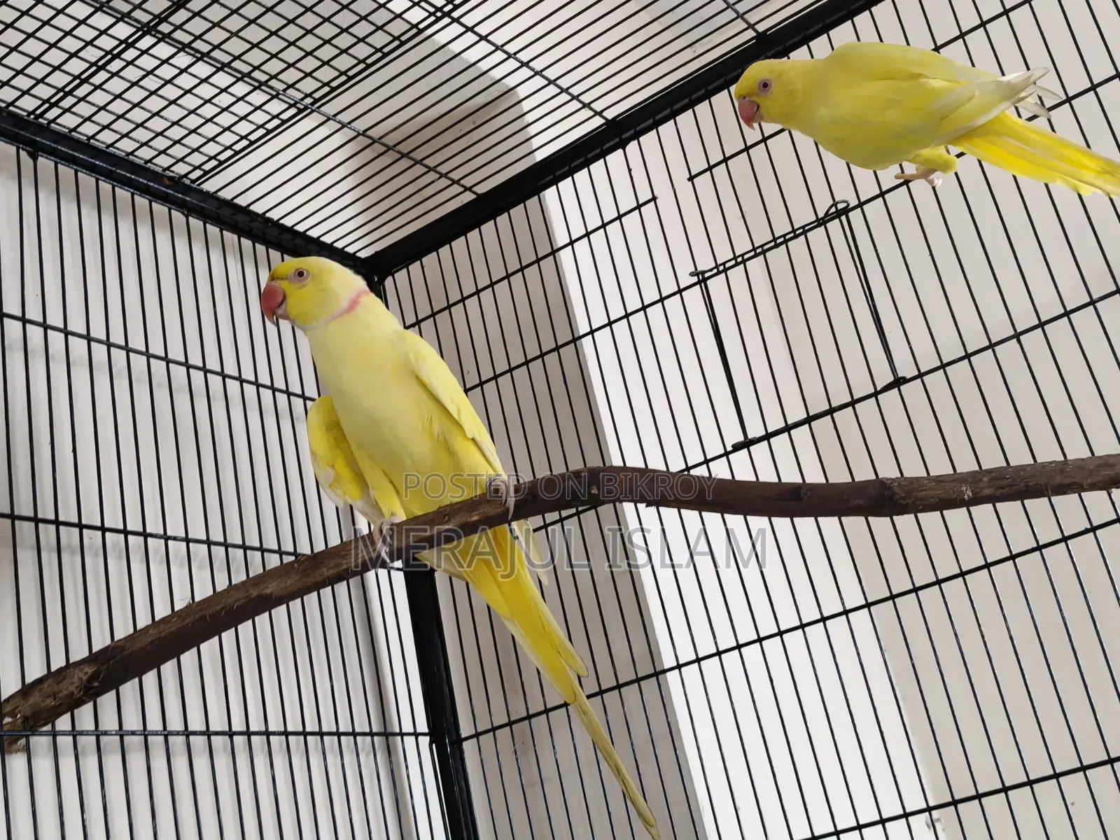 Ringneck Pair