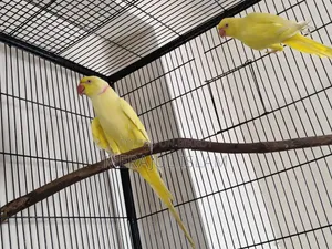 Ringneck Pair