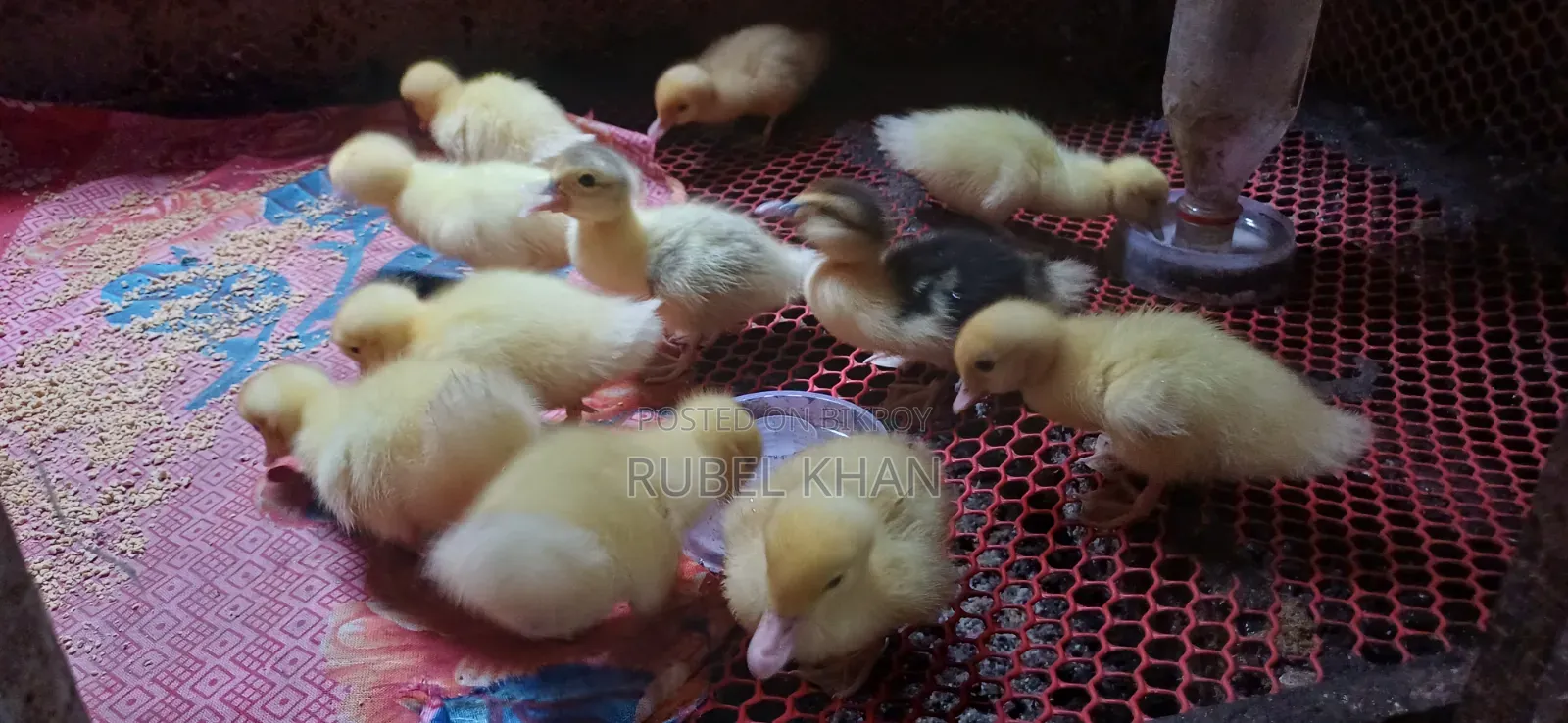 Original Muscovy Duck Ducklings