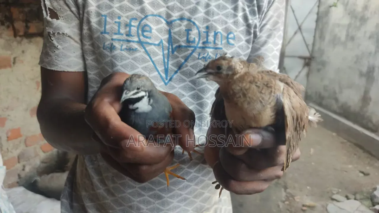 কিং কোয়েল